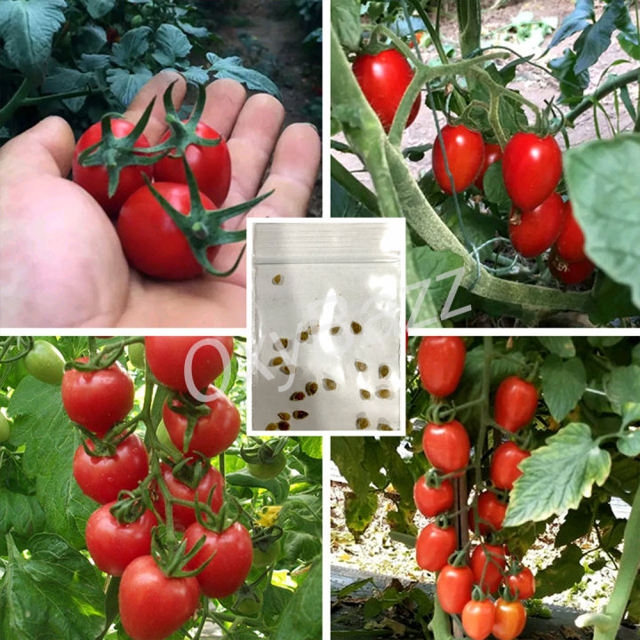 เมล็ดพันธุ์มะเขือเทศเชอรี่แดง-20เมล็ด-เมล็ดมะเขือเทศเชอรี่-10แถม1-cherry-tomato