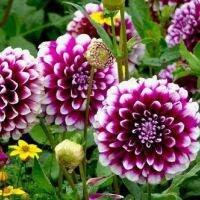 35 เมล็ด เมล็ดพันธุ์ Mystery Dahlia สายพันธุ์ยุโรป ดอกรักเร่ นำเข้าจากอังกฤษ seeds ดอกใหญ่ พร้อมคู่มือปลูก Dahlia seed.