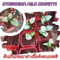 1 กระถาง ต้นเงินไหลมาไซโกเนียมมิ้วคอนเฟตติ Syngonium milk confetti ขนาดกระถาง2.5นิ้ว จัดส่งแบบยกกระถาง