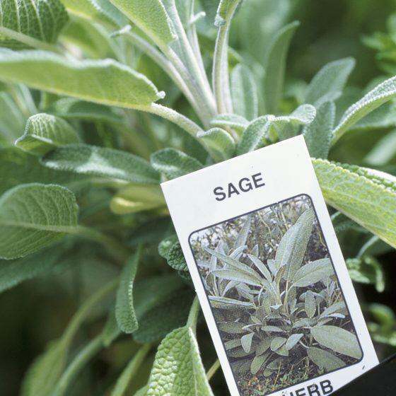 [Rare Herbs] Sage Herb Plant Potted Organic/Live Plants/Pokok Herba