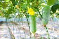 Loofah seedsเมล็ดสี่ฤดู เมล็ดผักและผลไม้ ปลูกง่าย กินได้หลังสุก ให้ผลผลิตสูงLoofah four-season seeds, vegetable and fruit seeds, easy to plant, edible after ripening, high yield