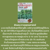 หนังสือเกษตร มะละกอดกทำเงินได้ไม่ยาก :  ปัจจัยที่ควบคุมการแสดงเพศของมะละกอ, พันธุ์มะละกอ, การขยายพันธุ์มะละกอ, โรคที่สำคัญของมะละกอ