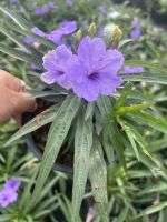 ต้นต้อยติ่งฝรั่ง (Ruellia tuberosa L.) ขนาด 6 นิ้ว