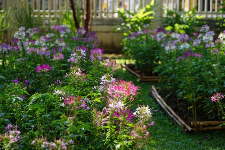 เมล็ดดอก-เสี้ยนฝรั่ง-cleome-ช่อดอกมีขนาดใหญ่-เหมาะสำหรับปลูกประดับแปลง-คละสี-45-เมล็ด-ซองละ-29-บาท-เสี้ยนฝรั่งต้นสูง