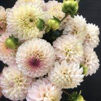 20 เมล็ดพันธุ์ รักเร่ Dahlia Seeds สายพันธุ์ BERNER OBERLAND สีม่วง รักเร่ รักแรกพบ ดอกไม้แห่งมิตรภาพ ความรักเริ่มต้น เพาะเลี้ยงง่าย ตั้งโต๊ะทำงาน