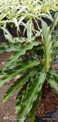 คล้าริบบิ้นแดงแคระ(Calathea rufibarba Fenzl) กระถาง5นิ้ว สูงประมาณ15-30cm. เป็นไม้ประดับไม้มงคลและไม้ฟอกอากาศ ชอบแดดรำไร น้ำปานกลาง