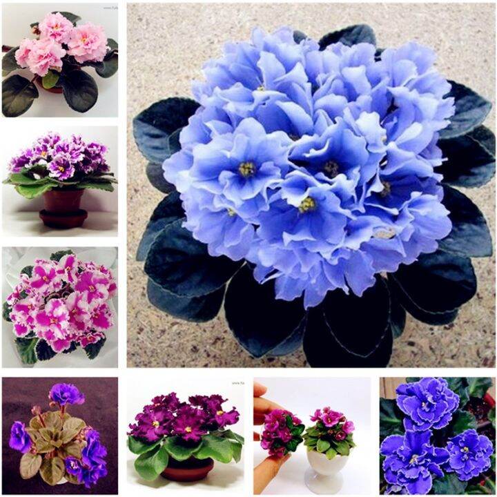 Big Promotion! African Violet Flower Seeds Rare Garden Bonsai Perennial