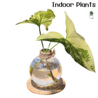 Indoor Plants ไม้ด่าง ต้นไม้เลี้ยงในน้ำ ??ต้นไม้จริง พร้อมแจกันและจานรองหวายสาน ต้นไม้ตั้งโต๊ะทำงาน ตกแต่งบ้าน เลี้ยงในบ้านได้ค่ะ