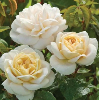 30 เมล็ด เมล็ดพันธุ์ Garden กุหลาบ สีแชมเปญ Champagne Rose seed ดอกใหญ่ นำเข้าจากต่างประเทศ พร้อมคู่มือ