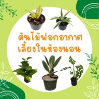 [ซื้อ 3 ลด 5%] ? ไม้ฟอกอากาศ ต้นไม้ฟอกอากาศ ? ช่วยดูดสารพิษ เลี้ยงในห้องนอนได้ เลี้ยงในคอนโด วางบนโต๊ะทำงาน พร้อมส่ง!!