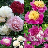 10 เมล็ด เมล็ดโบตั๋น ดอกโบตั๋น ดอกพีโอนี (Peony) คละสี ดอกไม้นี้​เป็นสัญลักษณ์ของความมั่งคั่งร่ำรวย ความซื่อสัตย์ อัตราการงอก 70-80%