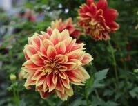 1 หัว /ชุุด เหง้า ต้นรักเร่ Dahlia Bulb สายพันธุ์ Ballegos Glory สีส้ม หัวรักเร่ ดอกไม้ ดอกรักเร่ รักแรกพบ เฟิร์สเลิฟ ดอกไม้นำเข้า พร้อมให้ดอก