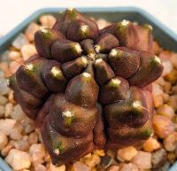 กระบองเพชร Gymnocalycium mihanovichii monstrose transformer ยิมโนมอน ม่วง