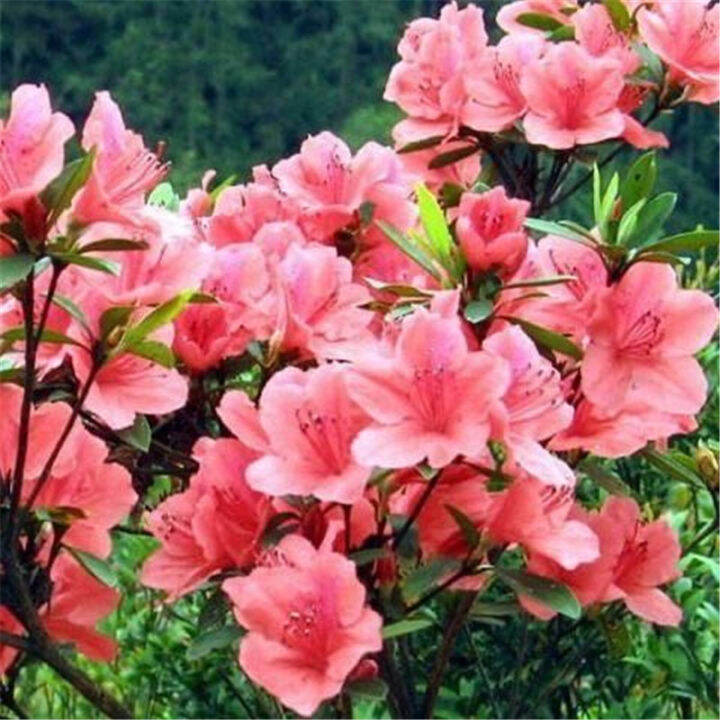 เก็บเงินปลายทาง-cod-50-แคปซูลต่อแพ็ค-rhododendron-azalea-seeds-เมล็ดพันธุ์แท้100-เมล็ดพันธุ์-ต้นไม้ประดับ-ไม้ประดับ-เมล็ด-ต้นไม้ตกแต่ง-plants-ของแต่งสวน-แต่งสวน-อุปกรณ์แต่งสวน-อัตราการงอกสูง-ปลูกได้ทั