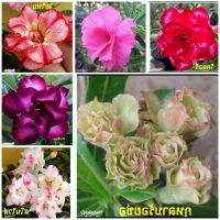 12 เมล็ด เมล็ดพันธุ์ ชวนชม สายพันธุ์ฮอลแลนด์ คละสี Adenium Seed กุหลาบทะเลทราย Desert Rose ราชินีบอนไซ อัตรางอก 80-90%