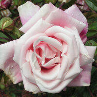 10 เมล็ดพันธุ์ Old Hybrid Tea Rose Seeds พันธุ์นอก ดอกใหญ่ ไม้ยืนต้น สายพันธุ์ Mme Antoine Mari ออกดอกสีชมพู