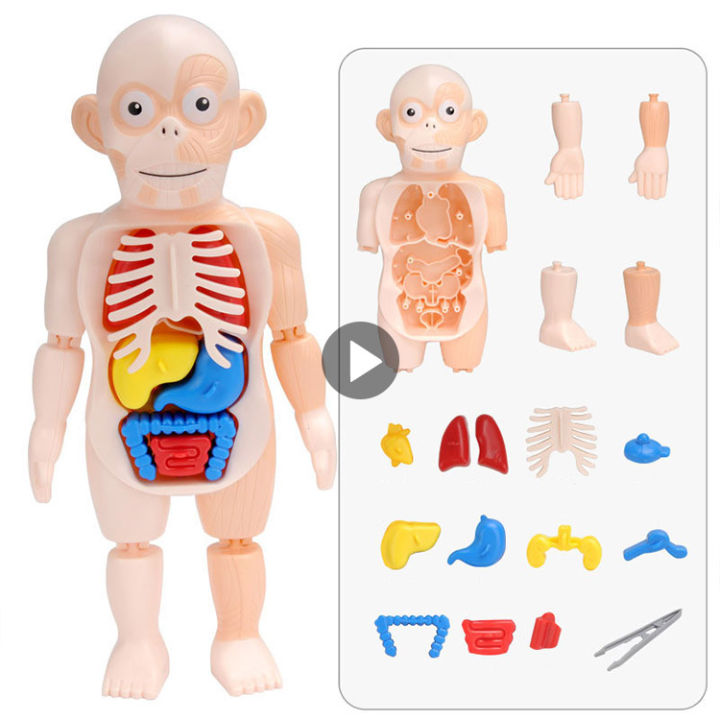 Giải phẫu cơ thể người 3d  tổng hợp 88 hình về mô hình cơ thể người 3d
