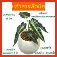 แก้วสารพัดนึก (AL01S) ต้นไม้มงคล เสริมดวงคิดสิ่งใดสมความปรารถนาในเร็ววัน เหมาะสำหรับ ของขวัญ ของฝาก วางบนโต๊ะทำงาน ส่งพร้อมกระถางขาว 3 นิ้ว