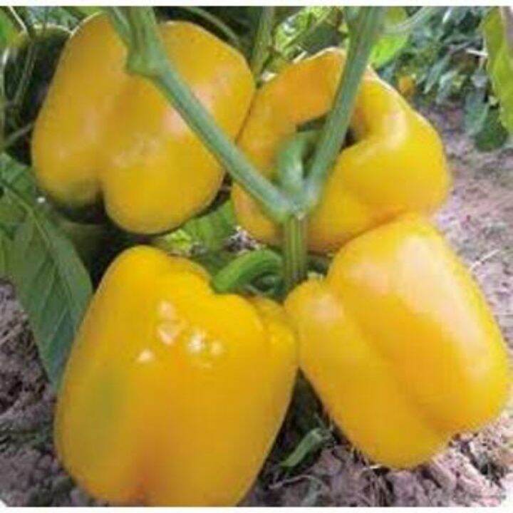 Benih Paprika Kuning Yellow Star Hibrida Lazada Indonesia