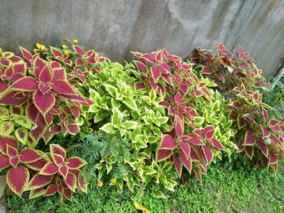 50 เมล็ด เมล็ดพันธุ์ Garden ฤาษีผสม Coleus seed เมล็ดปลูก ตกแต่งสวน อัตรางอก 80-90%