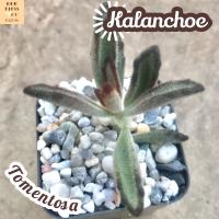 [คาลันโช โทเมนโทซ่า ช็อคโกแลต] Kalanchoe Tomentosa ส่งพร้อมกระถาง แคคตัส Cactus Succulent Haworthia Euphorbia ไม้หายาก พืชอวบน้ำ ไม้หนาม ไม้ทะเลทราย กระบองเพชร  indoorplant indoorplants plants ไม้หนาม แต่งบ้าน แต่งห้อง แต่งโต๊ะ กุหลาบหิน ไม้ฟอก ฟอกอากาศ