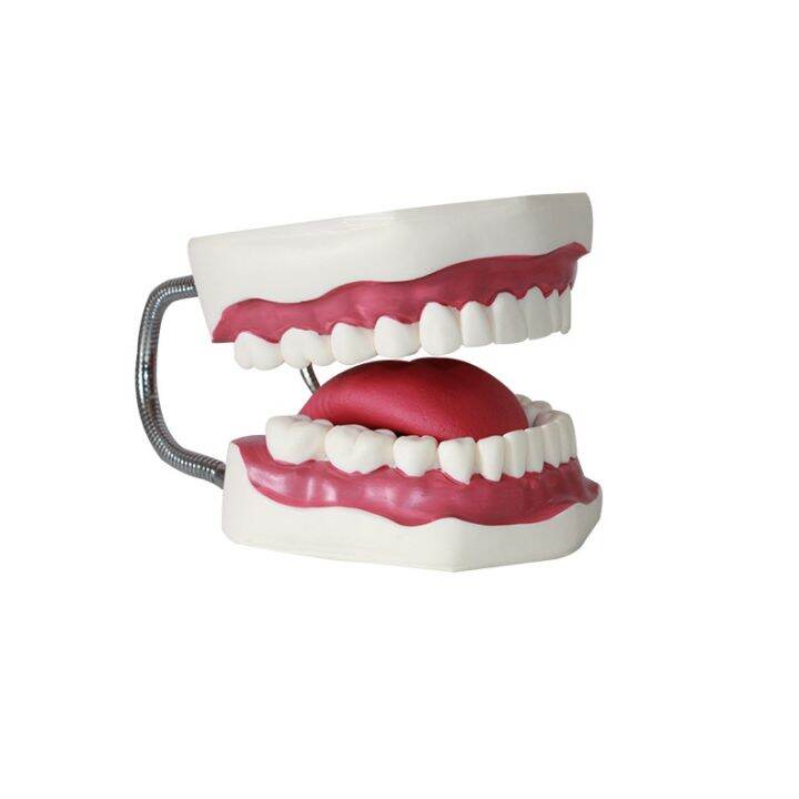 Tooth care model human organs dental practice model natural large
