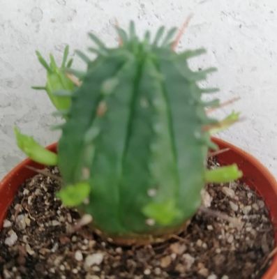 ยูโฟเบียนักกล้าม ส่งต้นพร้อมกะรถาง น่ารัก น่าเอ็นดู Euphorbia Pseudo Globosa แคคตัส กระบองเพชร cactus ส่งต้น