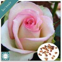 30 เมล็ด เมล็ดพันธุ์ กุหลาบ White Pink Rose Rose seed ดอกใหญ่ นำเข้าจากต่างประเทศ พร้อมคู่มือ เมล็ดใหม่