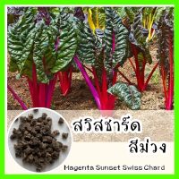 พร้อมส่ง ❗ รหัส 084 เมล็ดพันธุ์แท้ OP แท้  สวิสชาร์ตสีม่วง - Magenta Sunset Swiss Chard เมล็ดสวิสชาร์ด สวิสชาร์ต สวิสชาร์ด เมล็ดพันธุ์ผัก