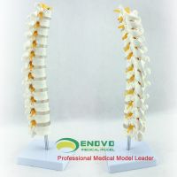 ENOVO medical 1:1 human thoracic model lumbar cervical thoracic spine bonesetting orthopedic bone model