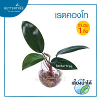 เรดคองโก (จำนวน 1 กิ่ง)  ฟิโลเดนดรอนคองโกเรด ไม้ฟอกอากาศ ไม้มงคล ⁣ philodendron