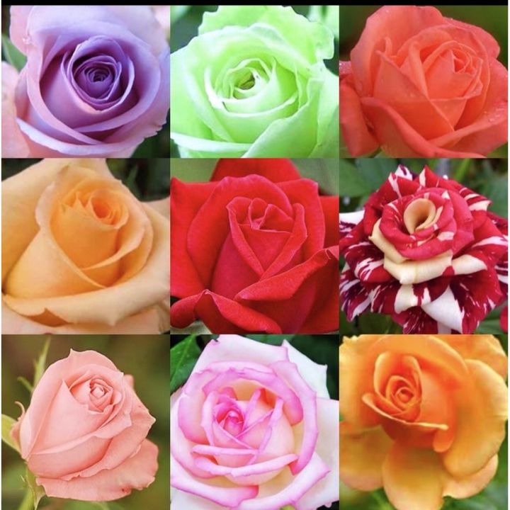 Rose seeds bunga benih mawar 50Pcs | Lazada PH