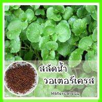 พร้อมส่ง ❗❗ รหัส 015 เมล็ดพันธุ์แท้ OP สลัดน้ำ วอเตอร์เครส – Watercress มีผลผลิตตลอดทั้งปี ปลูกง่ายมาก ชอบแดดจัด โตไว