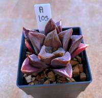 H.mutica hybrid ใบพัด รหัส  A103