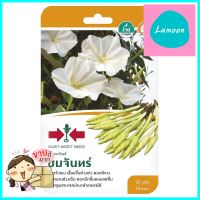 ดอกพระจันทร์ ชมจันทร์ ศรแดงTROPICAL WHITE MORNING-GLORY SEED F1 SORNDAENG CHOMJAN **สอบถามเพิ่มเติมได้จ้า**