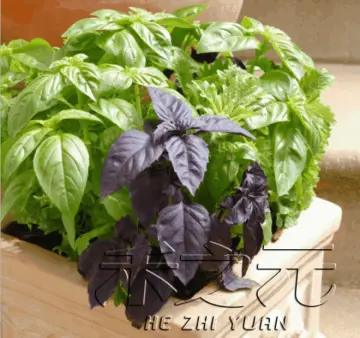 basil leaves plant Buy basil leaves plant at Best Price in