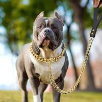 【DT】hot！ 304 Dog Chain Collar And Leash Super Metal Choke Gold Lead Rope Show