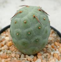 กระบองเพชร Tephrocactus alexanderi geometricus ไข่มังกร