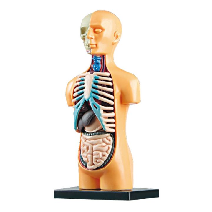 human-removable-medical-anatomy-model-body-skeleton-frame-structure-of-the-internal-organs-aids-childrens-educational-toys