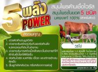 5 พลัง สมุนไพรต้านเชื้อไวรัส สำหรับฟาร์มไก่ชนสำหรับไก่ชนโดยเฉพาะ #ไก่ชน #ชนไก่ #ไก่เก่ง