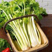 เมล็ดพันธุ์ เซเลอรี่ โกลเด้นเซล บลานชิง (Golden Self Blanching Celery Seed) บรรจุ 500 เมล็ด คุณภาพดี ราคาถูก ของแท้ 100%