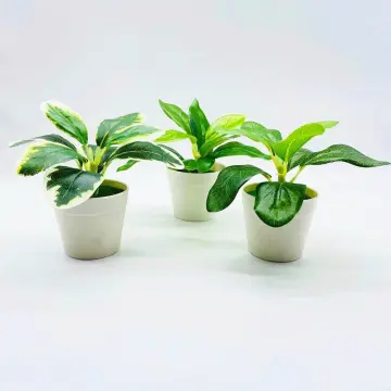 Shop Table Plastic Plants with great discounts and prices online - Jan 2024