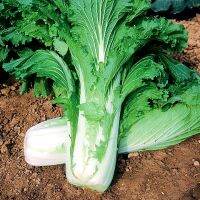 เมล็ดพันธุ์ ผักกาด มิชิฮิริ (Michihili Cabbage Seed) บรรจุ 500 บาท คุณภาพดี ของแท้ 100%