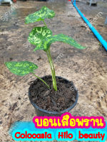 1 กระถาง บอนเสือพราน Colocasia Hilo beauty ไม้นำเข้า ส่งพร้อมกระถาง จากไทย