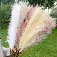 [HOT QINLXKLWGGH 554] 110/98/70ซม. ประดิษฐ์ขนาดใหญ่ Pampas Grass ดอกไม้แห้งปลอม South America Pampas ดอกไม้สำหรับงานแต่งงานช่อดอกไม้ตกแต่งบ้าน