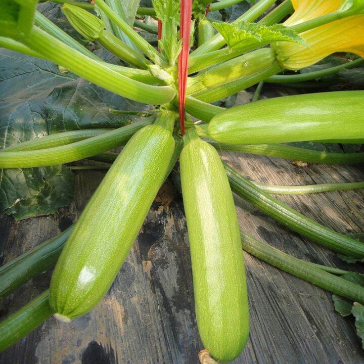 Bottle Gourd Seeds for Planting Zucchini Vegetables Seeds Lazada PH