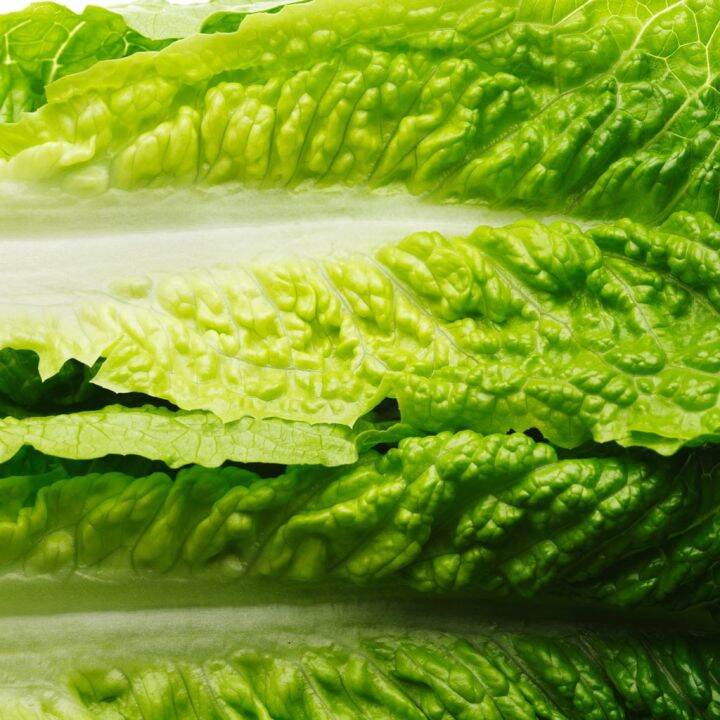 Xanadu by Enza Zaden MiniRomaine Lettuce Seeds 400 Pills Lazada PH