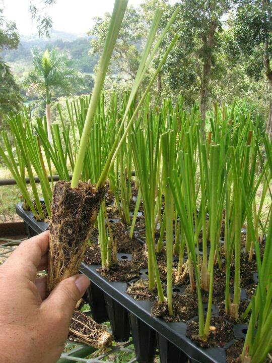 Vetiver Grass Slips For Slope Protection And Soil Erosion Purposes ...