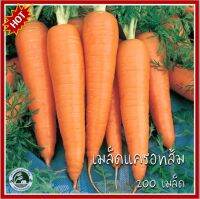 200 เมล็ด แครอทส้ม Carrot แครอท เมล็ดแครอท เมล็ดพันธุ์แครอท เมล็ดแครอทสีส้ม แครอทสีส้ม เมล็ดแครอทส้ม