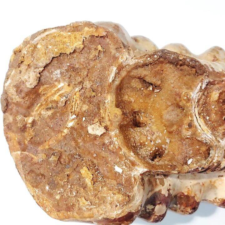 ฟอสซิลแอมโมไนต์-ammonite-ขนาดใหญ่จากมาดากัสการ์-แบบไม่เต็ม-6-45-กิโลกรัม-34x14x13ซม